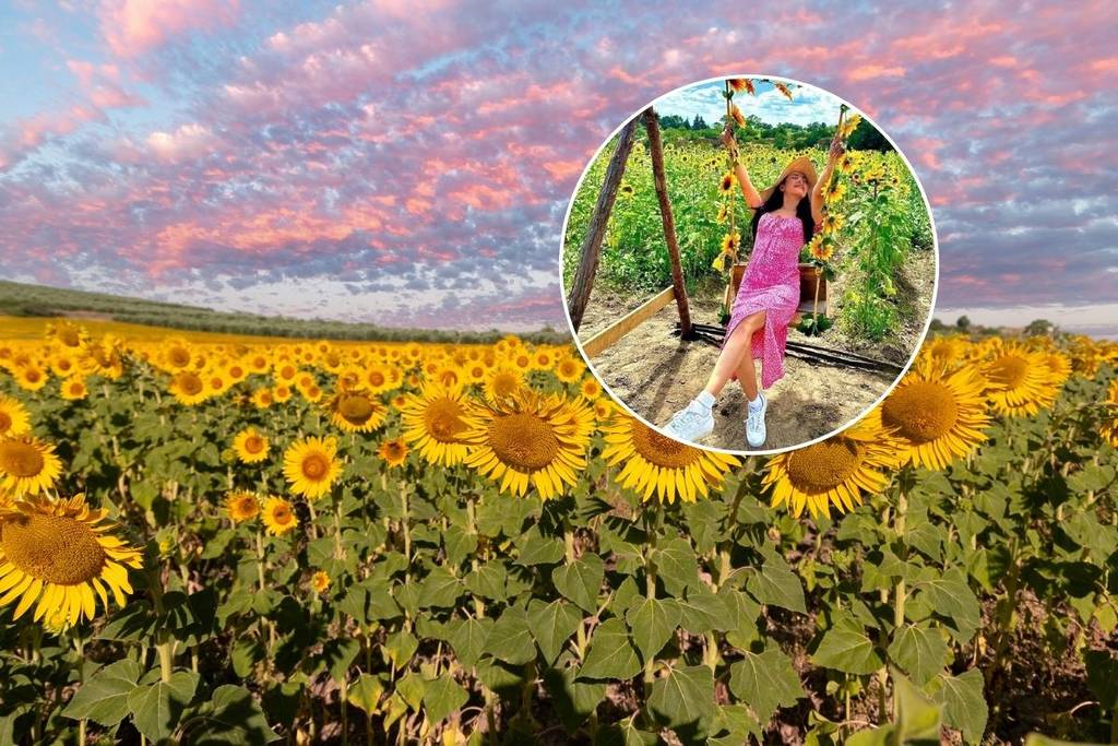 festival among sunflowers santum 2025 tlaxcala