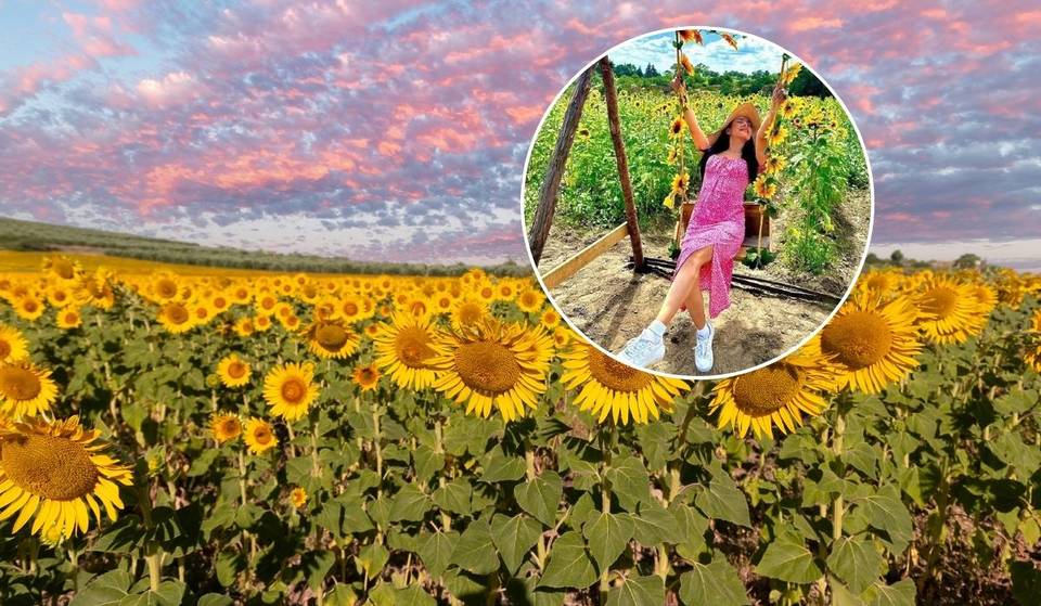 The sunflower sanctuary in Tlaxcala will have a festival with flower tours, a fairy show and honey tasting.