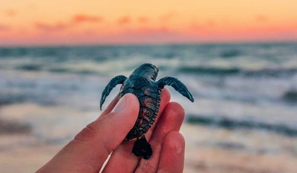 Este verano hay un campamento todo incluido en la playa para ver tortugas recién nacidas llegar al mar — y solo hay 2 fechas