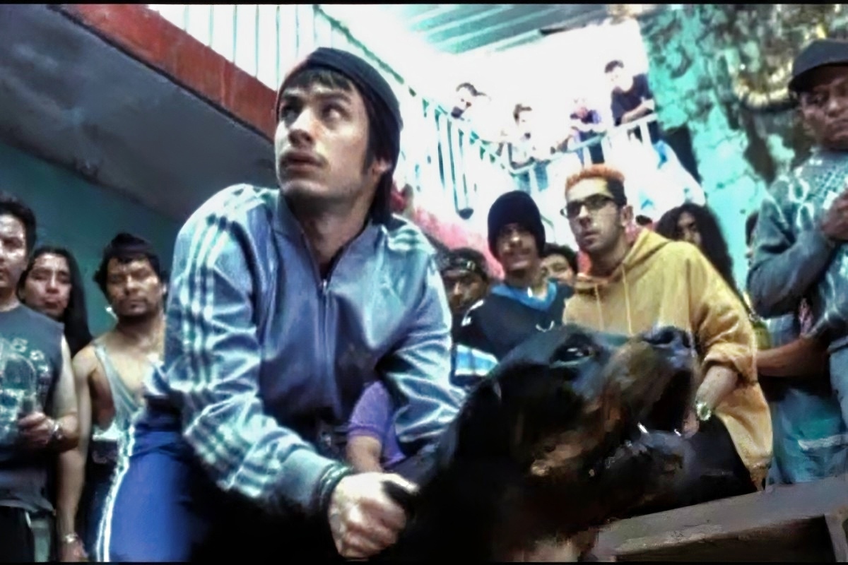 Sueño Perro instalación Amores Perros LagoAlgo