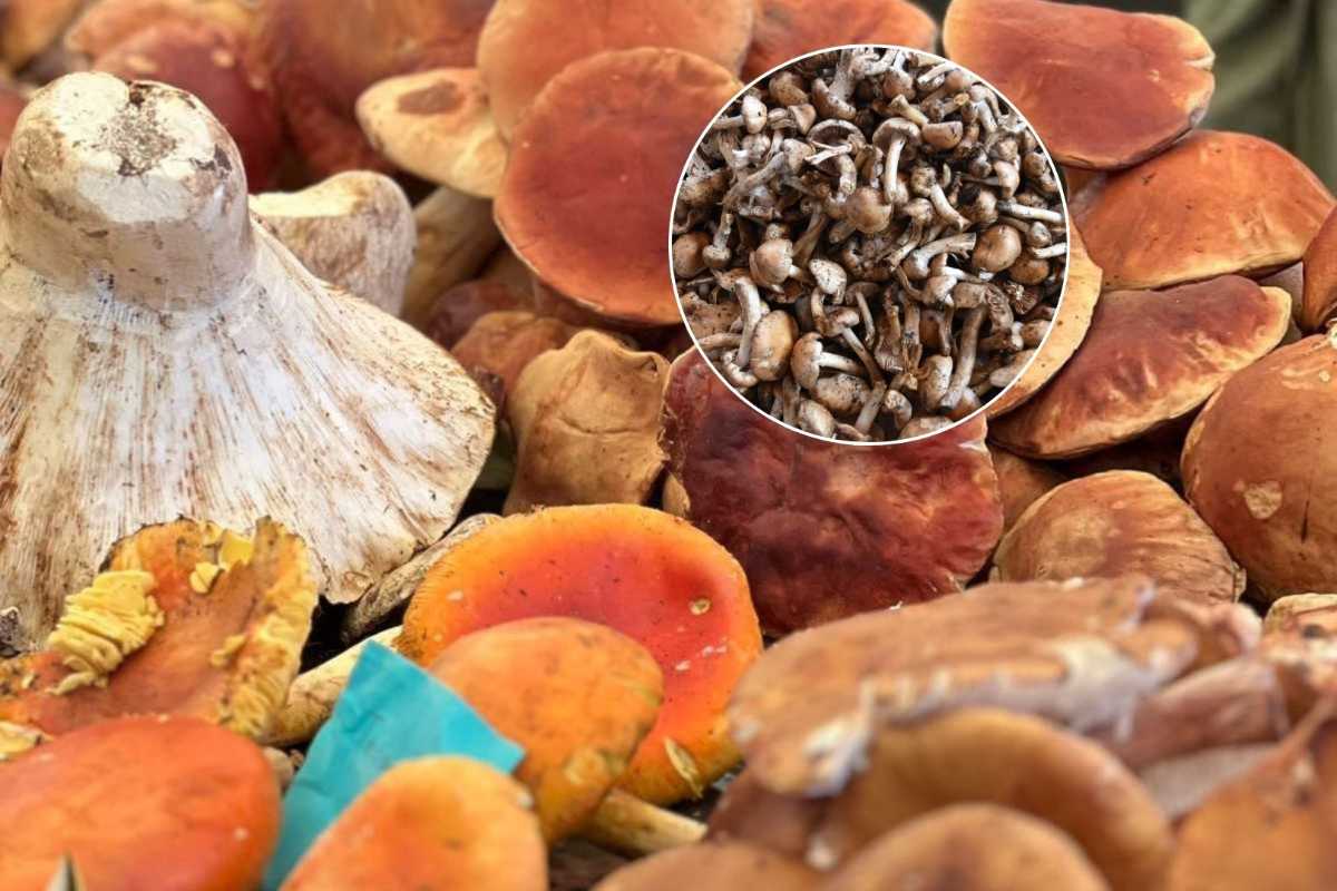 Feria del Hongo en Cuajimalpa 2025