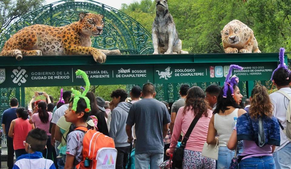 Curso de verano en el Zoológico de Chapultepec 2025: la experiencia salvaje y gratuita que tus hijos no olvidarán