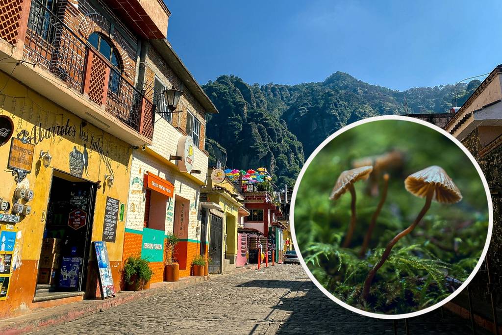 Mushroom Festival Tepoztlán
