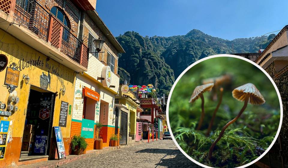 Tepoztlán celebra la Fiesta del Hongo en pleno Bosque de Agua – y no creerás todo lo que habrá este año