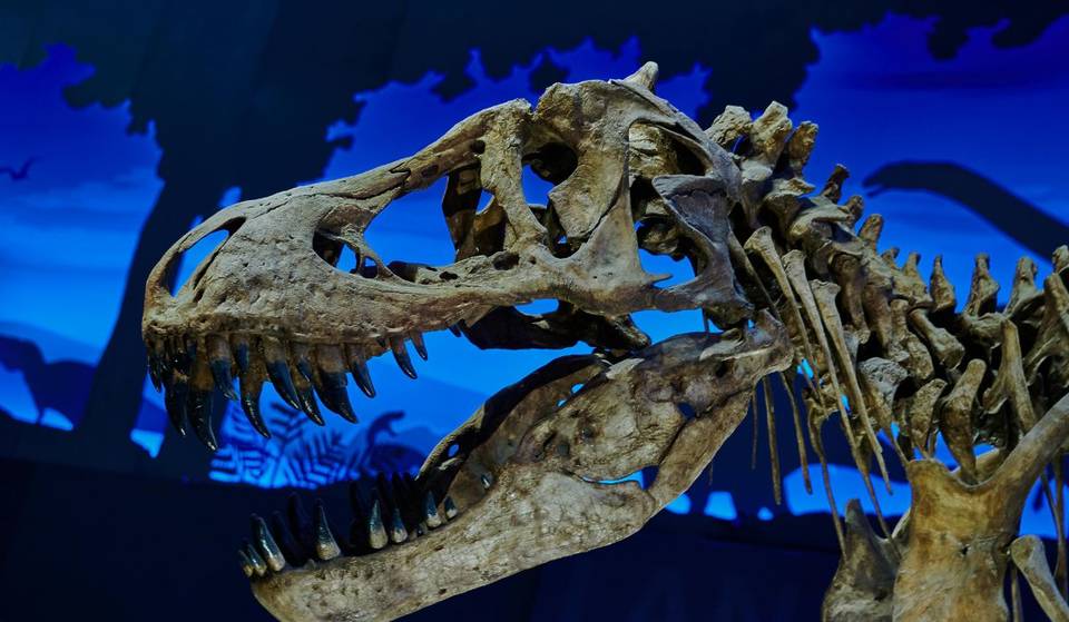 Nueva exposición con fósiles de dinosaurios REALES al sur de CDMX: descubre piezas halladas alrededor del mundo GRATIS