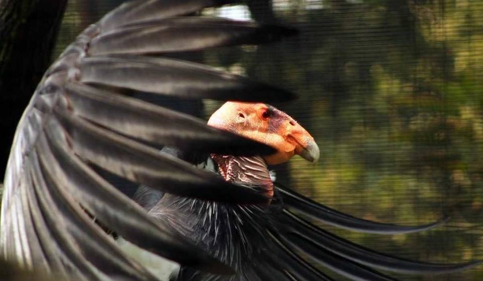 They will take flight! Two condors born in Chapultepec to be released in Baja California: this is how they will arrive