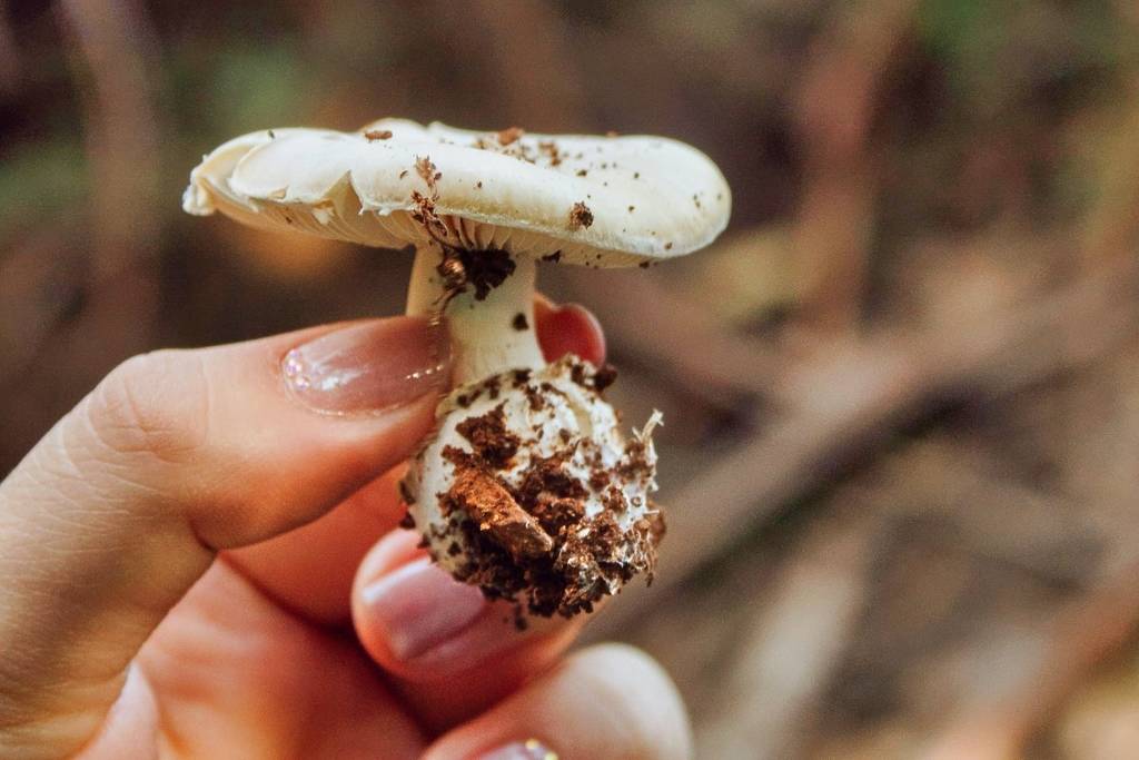 Mushroom Tours