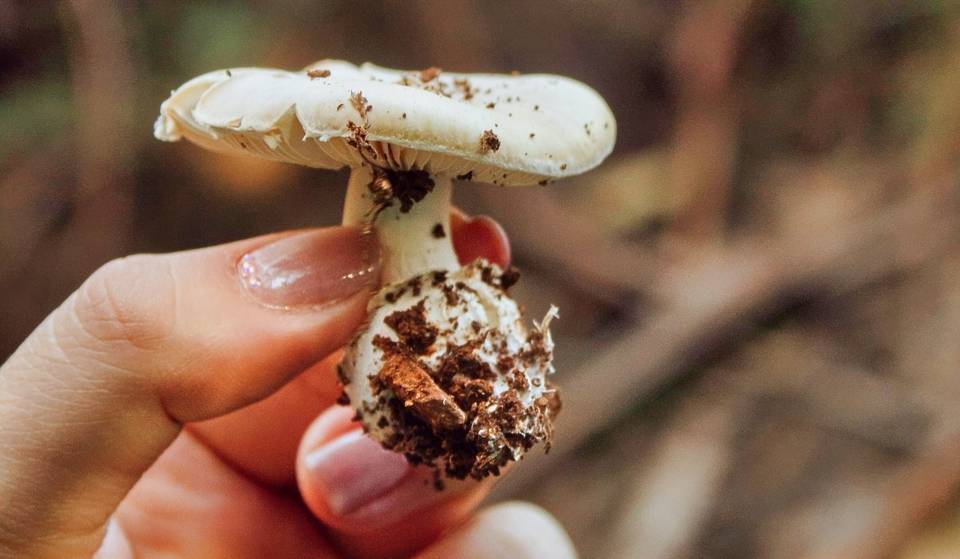 Mushroom tours in August: experience mycotourism from CDMX with hiking, local cuisine and collecting in Mexican forests.