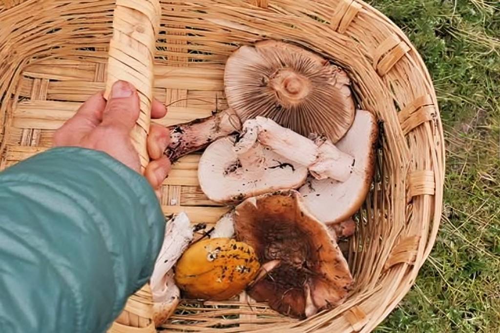 tour de recolección de hongos en el Iztaccíhuatl