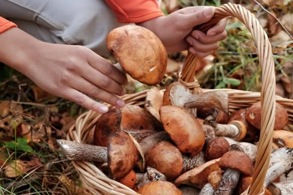 Iztaccihuatl mushroom picking tour