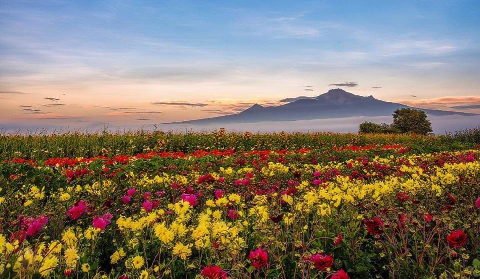 Así es el campo de dalias en Huamantla que parece sacado de un sueño
