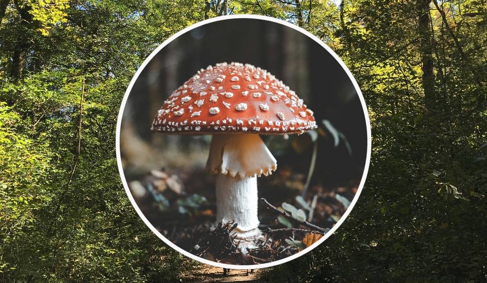 ¡Llega Hongosto a la CDMX! Habrá 43 actividades gratis para descubrir el reino Fungi