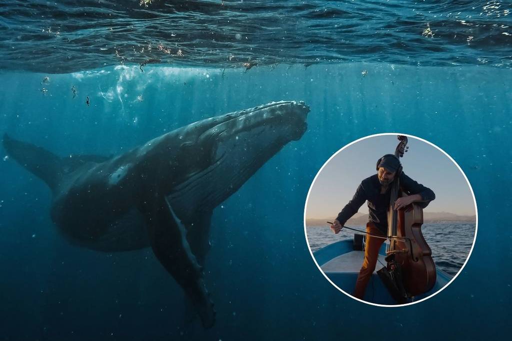 sinfonía ballenas museo de historia natural