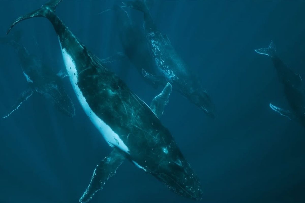 experiencia de ballenas museo de historia natural