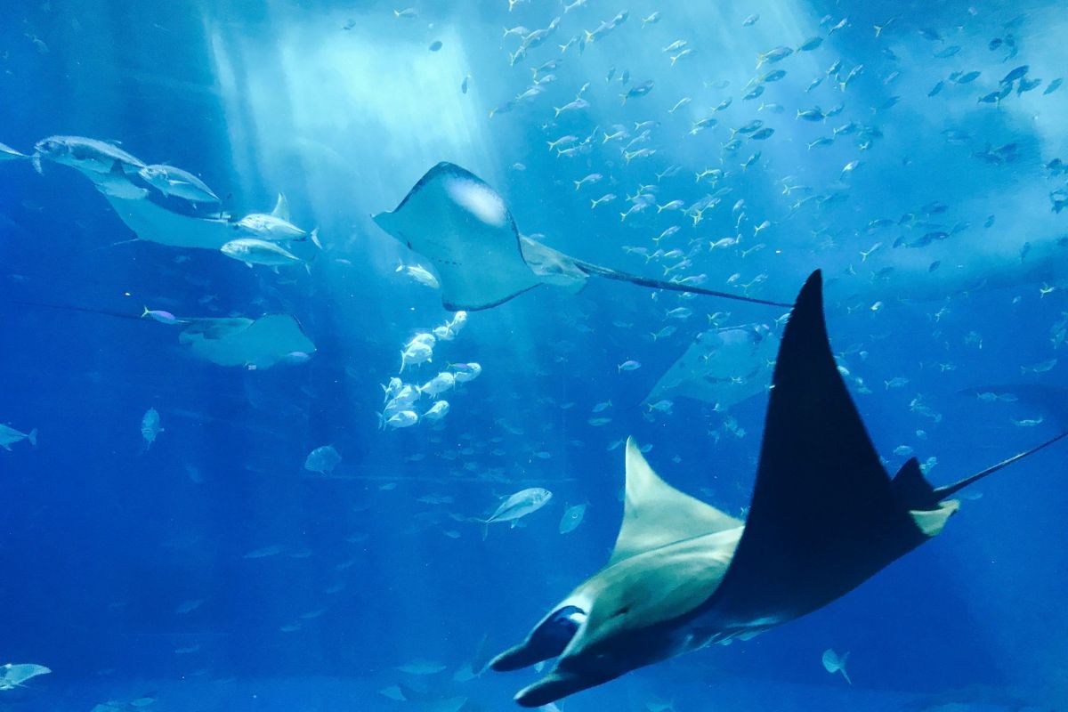 sinfonía oceánica experiencia