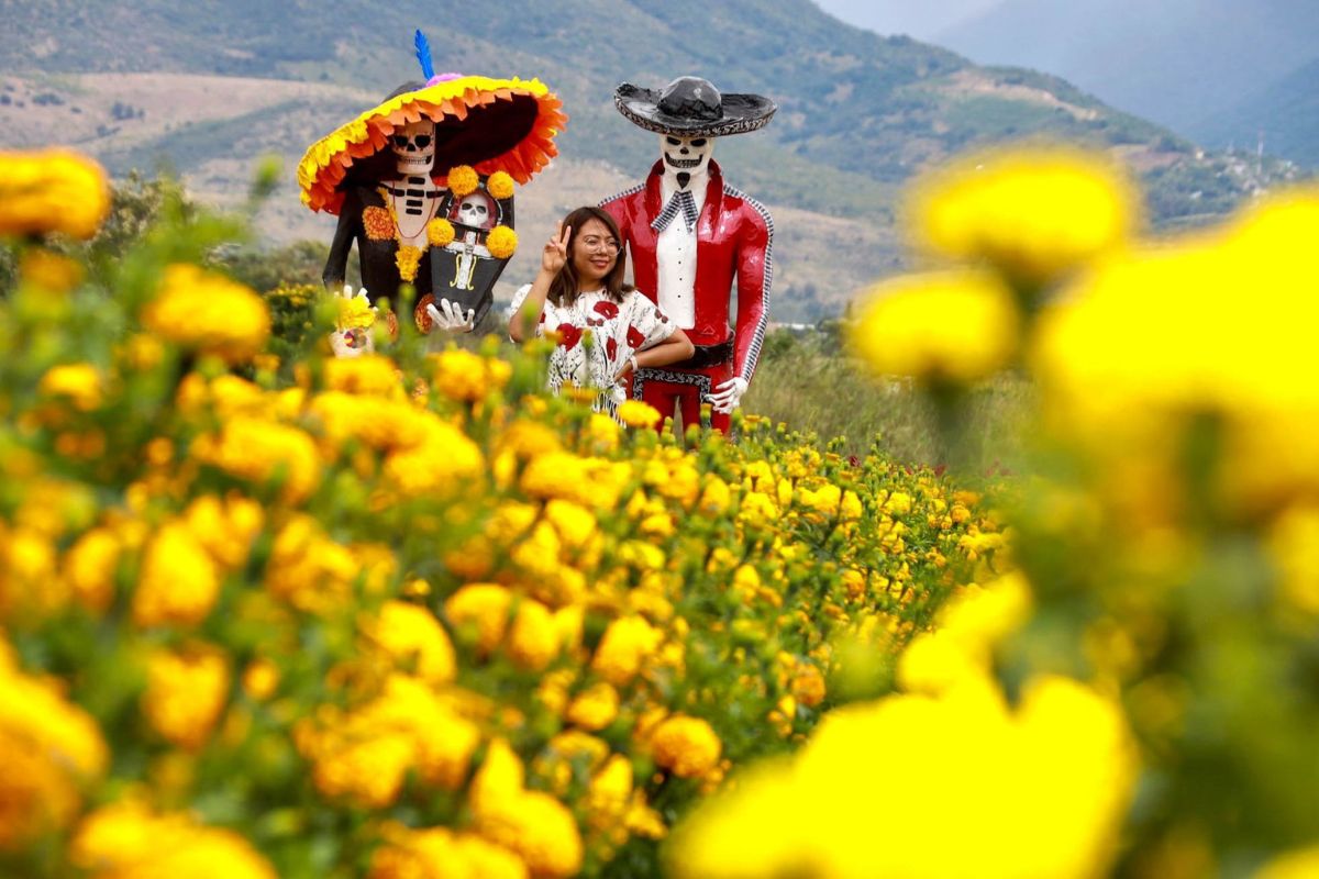 campo de cempasúchil en oaxaca