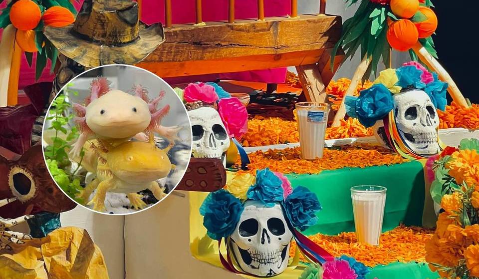 Noche del Axolotl: el festival que combina ajolotes, Día de Muertos, arte, comida y más