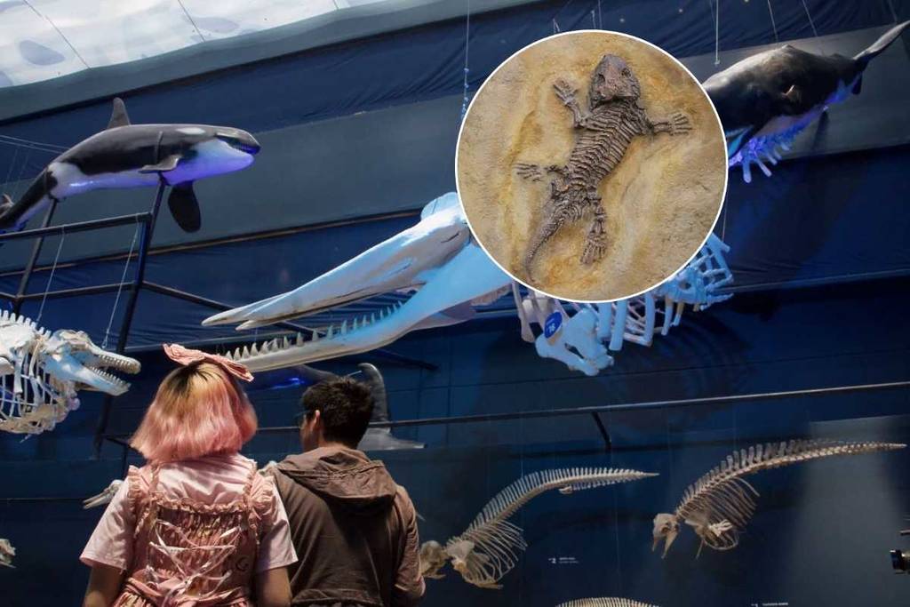 Fossil Day at Universum