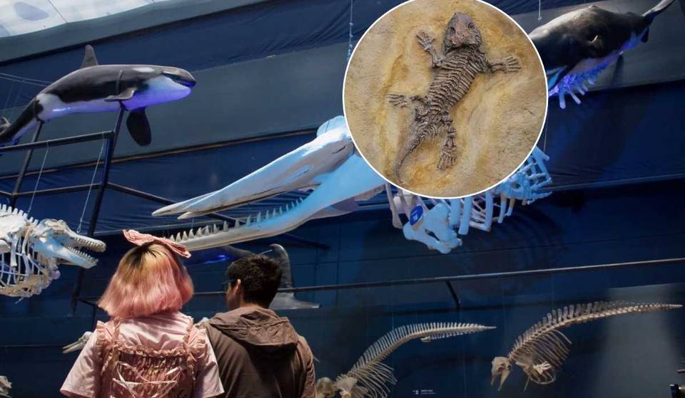 Día del Fósil en Universum: fósiles, dinosaurios y actividades increíbles para los peques