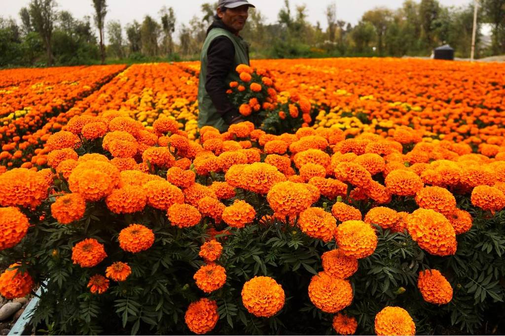 cempasuchil fields tour CDMX