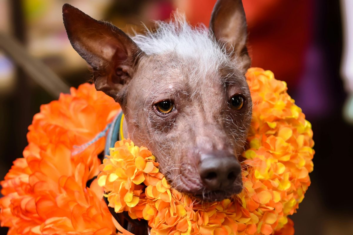 festival xolos y xocolatl condesa día de muertos