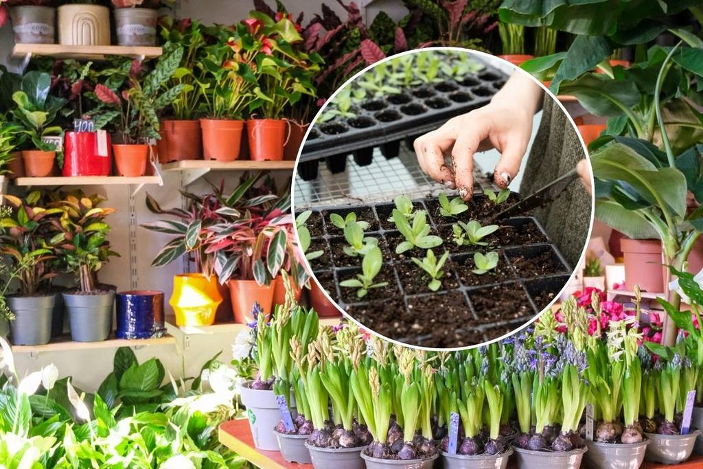 festival de plantas 2025 cdmx