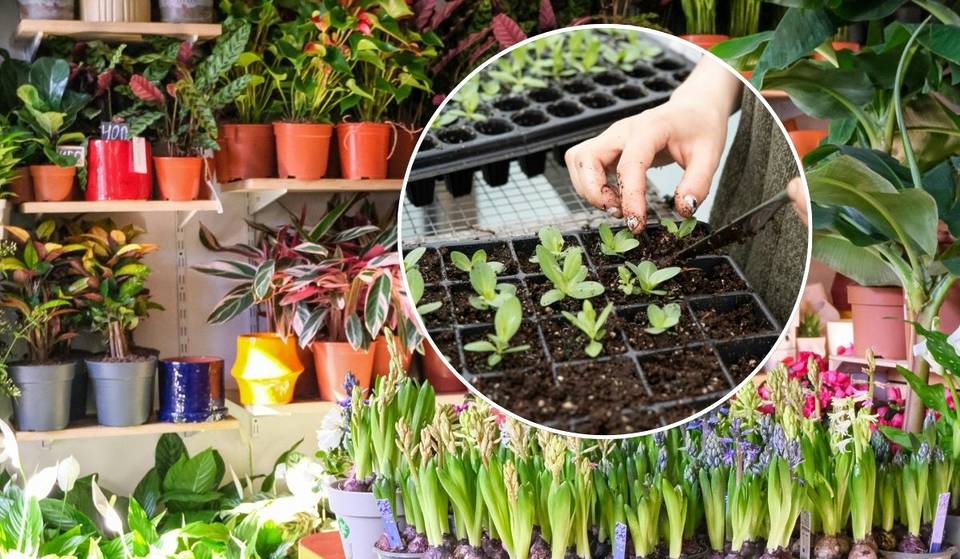 El festival de plantas regresa a CDMX con macetas, tips de jardinería y un montón de especies: la entrada es GRATIS