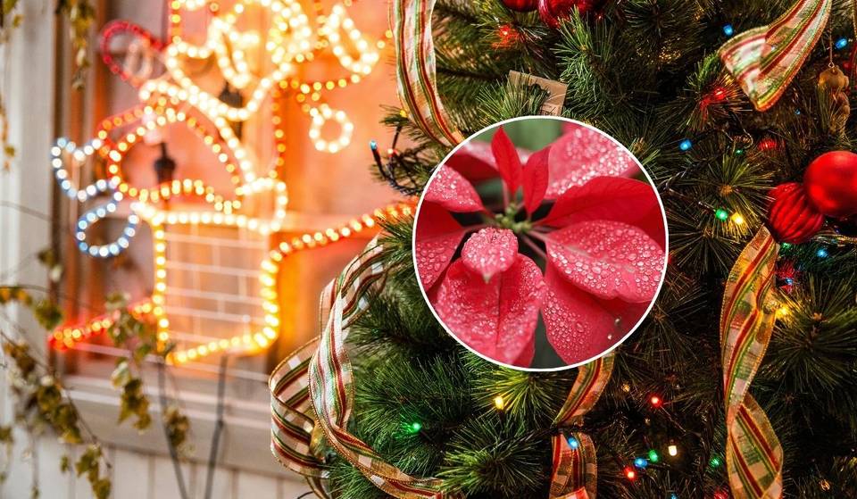 Forest Christmas Expo near CDMX will have handmade decorations, poinsettias, Christmas trees and more.
