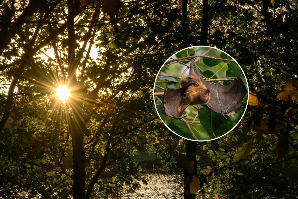 Campamento murciélagos CDMX