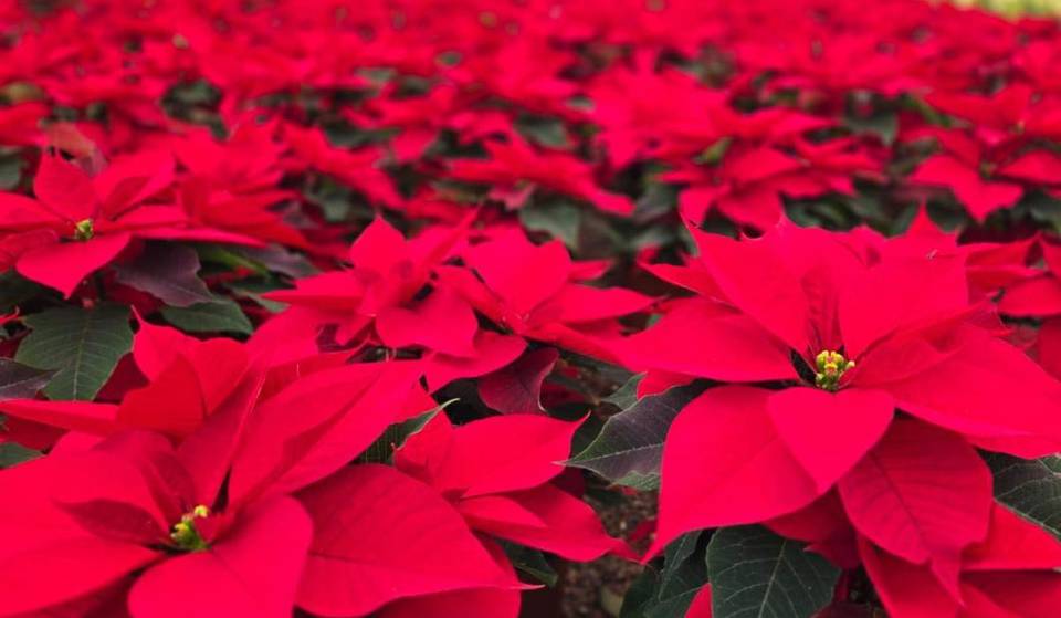 ¡La flor más navideña ya está aquí! Estos son los lugares de venta de nochebuenas de productores locales en CDMX