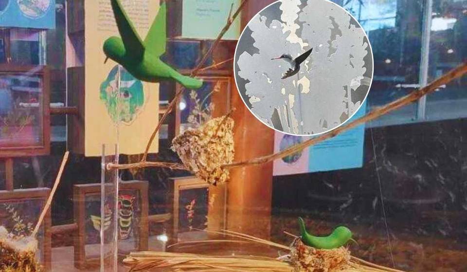 Nueva exposición de colibríes en este museo del Bosque de Chapultepec: la entrada solo cuesta $38