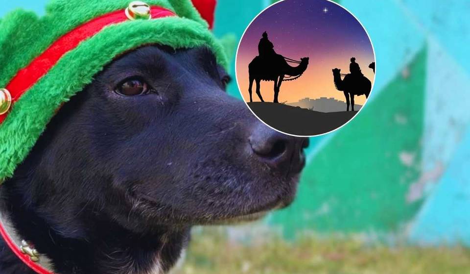 Dogs rescued from the Metro will help you deliver your letter to the Three Wise Men: how to send your letter step by step.