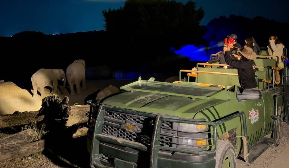 Vive un safari nocturno como en África… pero a dos horas de CDMX: así es Moon Safari