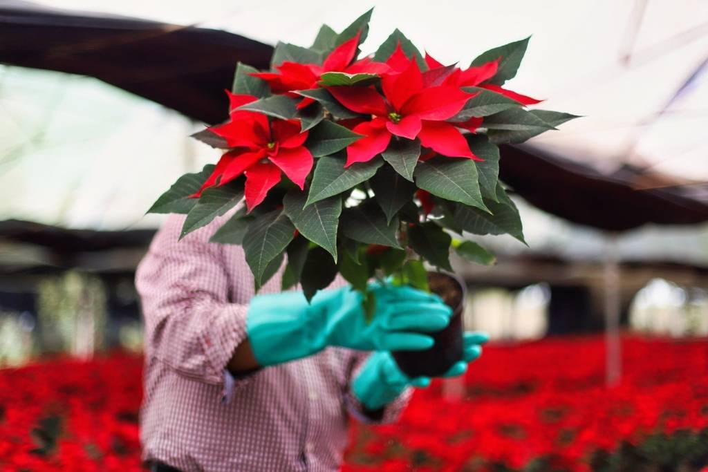 Centros de acopio árboles de Navidad CDMX 2026