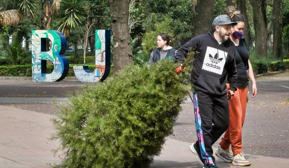 Centros de acopio de árboles de Navidad en CDMX 2026: ubicaciones y fechas para reciclar tu pino y nochebuenas