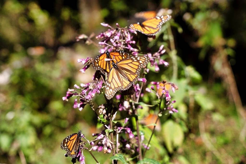 Tour Turibús Mariposa Monarca