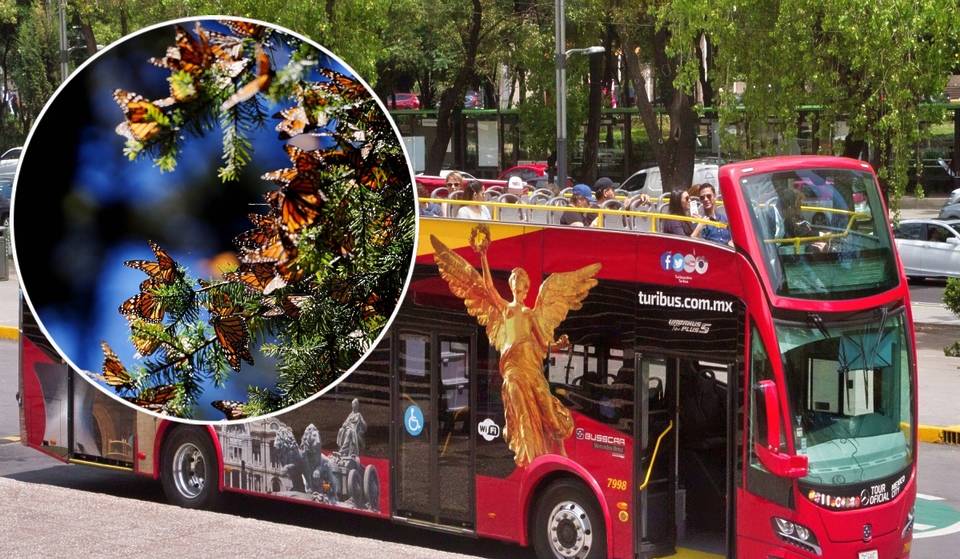 A partir de enero: así es el nuevo tour del Turibús para ver la migración de la Mariposa Monarca