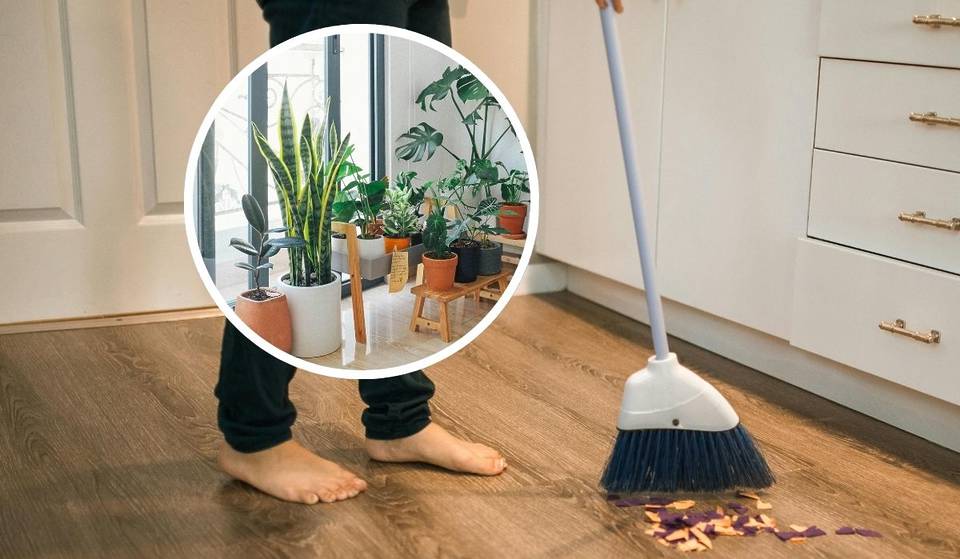 Dust in homes in Mexico City is more toxic than outdoor dust, according to UNAM. Having plants could help.