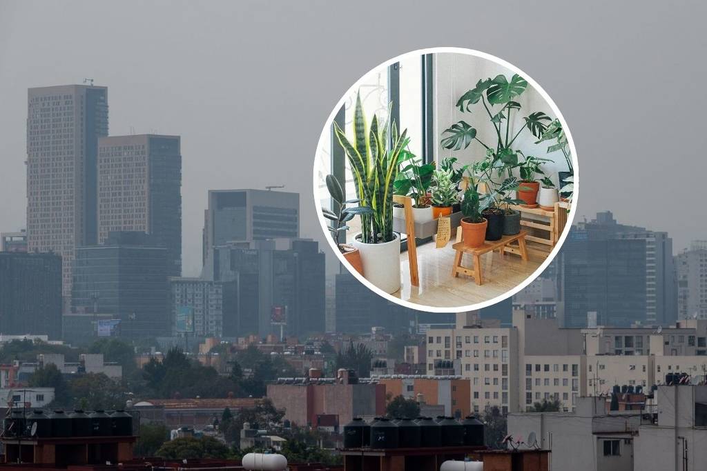 ¿Tienes muebles de madera vieja en casa? Científicos de la UNAM alertan por el riesgo de metales pesados en el polvo de CDMX