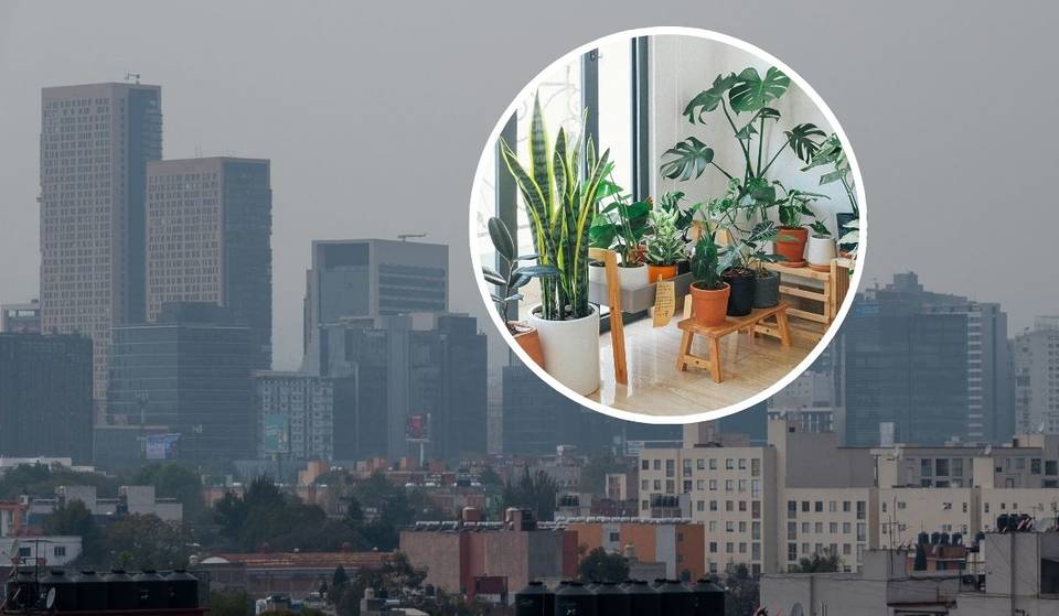 ¿Tienes muebles de madera vieja en casa? Científicos de la UNAM alertan por el riesgo de metales pesados en el polvo de CDMX