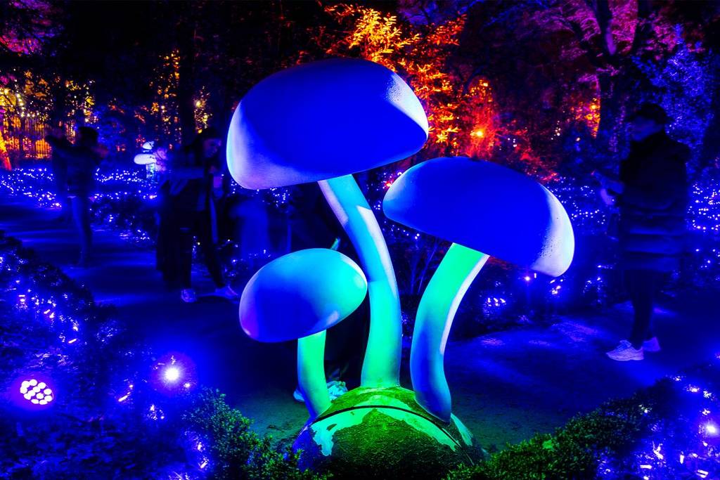 Alicia recorrido nocturno País de las Maravillas CDMX experiencia