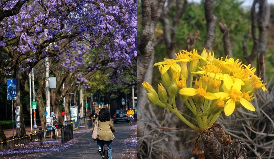Esta es la razón por la que las jacarandas y los icónicos árboles del Pedregal están floreciendo antes de tiempo