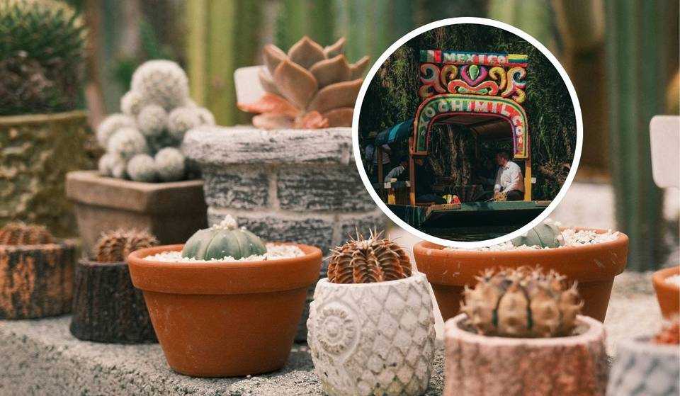 En esta laguna de Xochimilco habrá un festival gratuito de cactáceas: ¡aprenderás a cuidar tus plantas como un profesional!