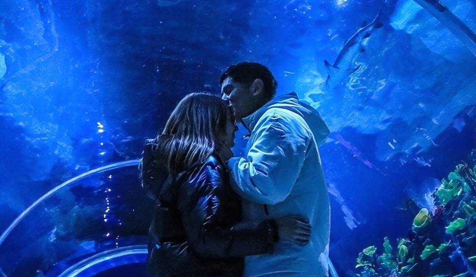 ¿Cena bajo el mar en CDMX? Así es la experiencia de San Valentín en el Acuario Michin