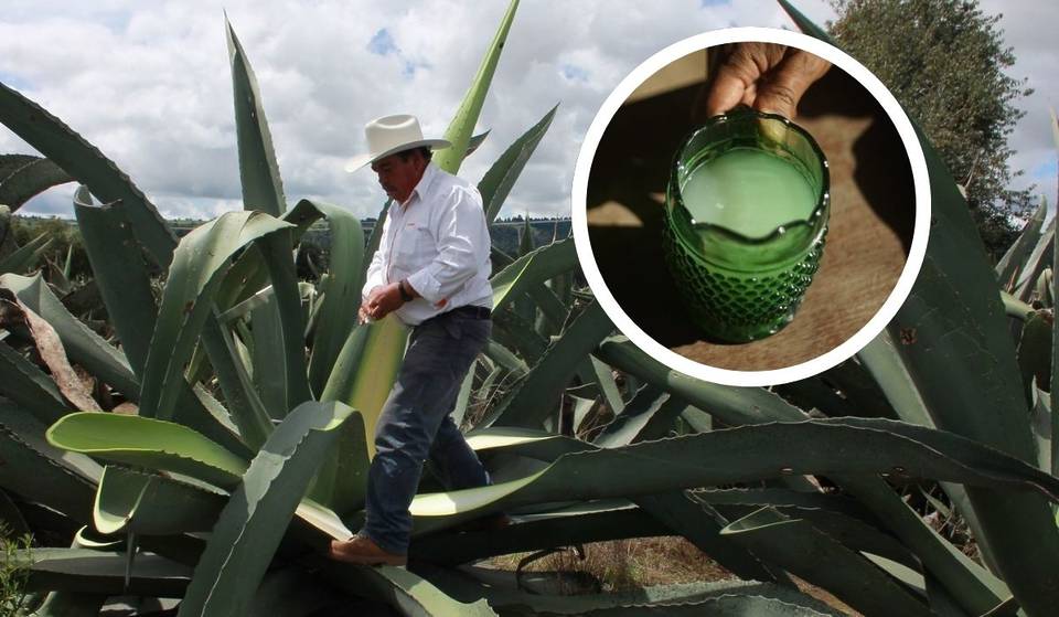 Ya es oficial: la CDMX declara el Día del Pulque en febrero y estas son las actividades gratis para celebrarlo