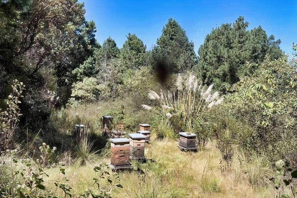 Cata de miel en CDMX por Mielosa