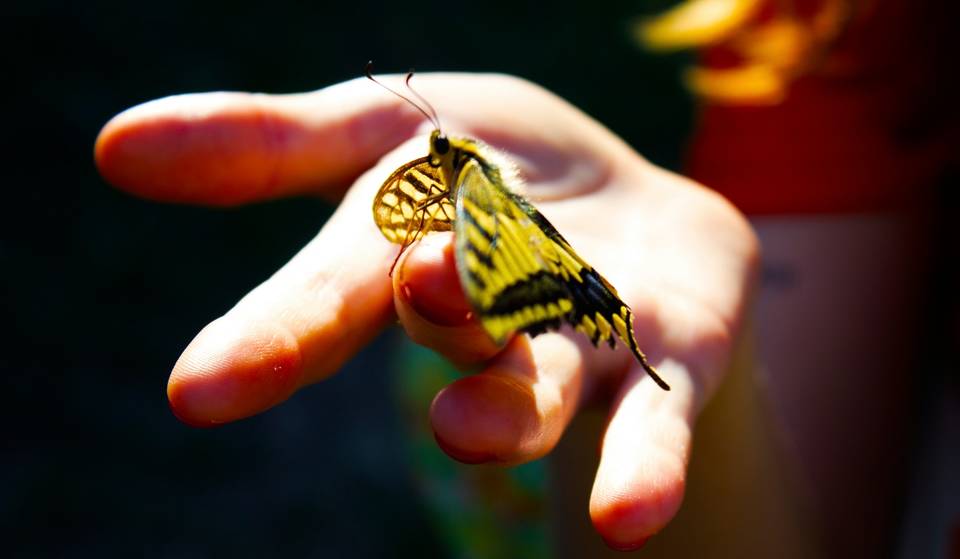 Lánzate a la observación de mariposas en Xochimilco: plan gratis entre flores y naturaleza