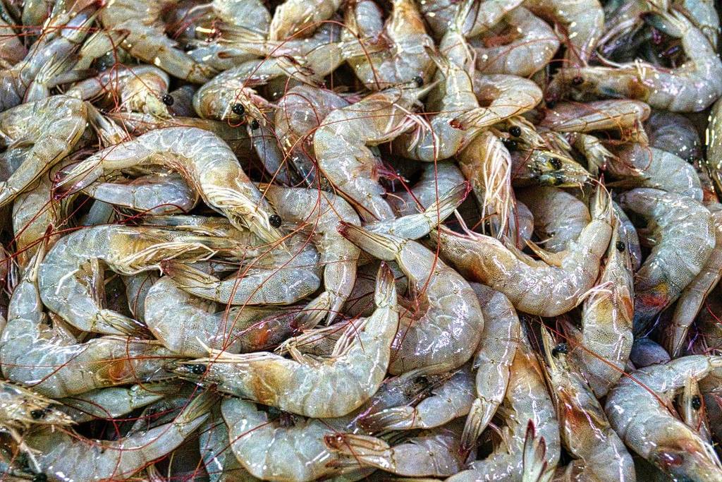 cómo comprar mariscos frescos en cuaresma