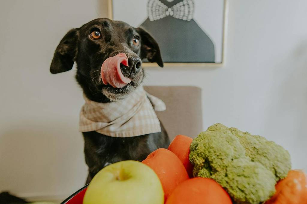 pet food spending mexico 2026