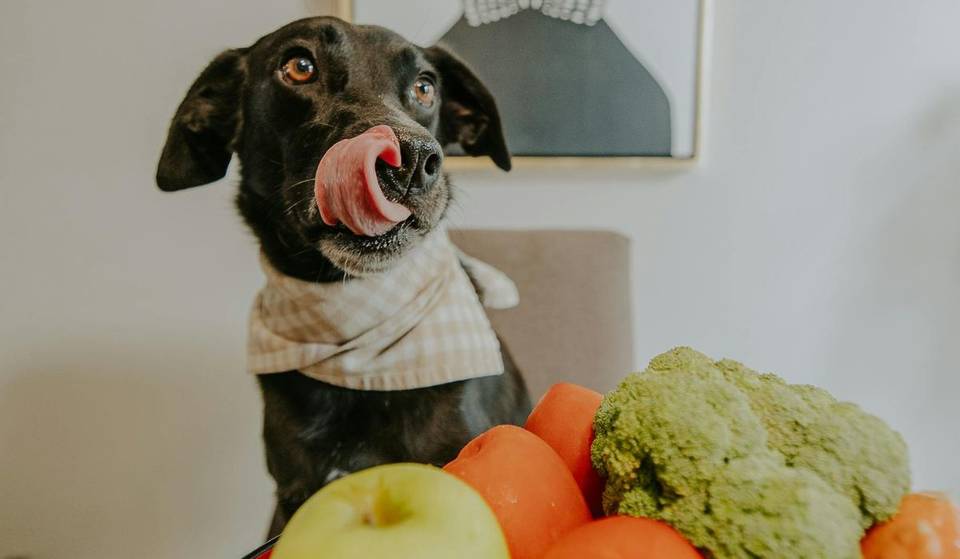 ¡Alrededor de 3000 pesos al mes! ¿Cuánto cuesta mantener a tu mascota en CDMX y cómo evitarle una crisis a tu cartera?